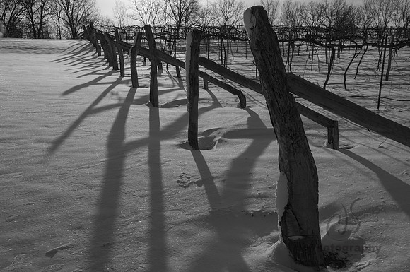 Frank's Vineyard in Winter