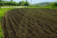 beans are Up