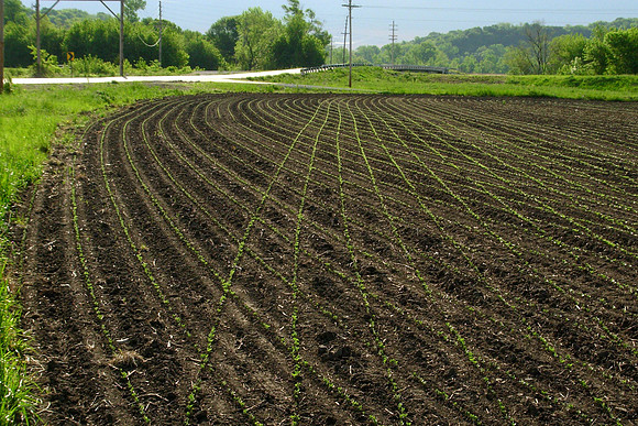 beans are Up