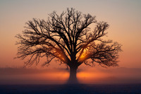 Champion Bur Oak
