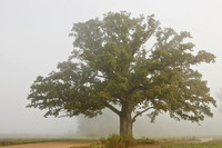 Champ in Morning Fog
