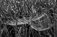 Spidey Web