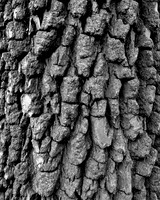 Persimmon Bark
