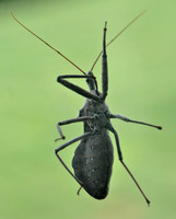 Wheel Bug on my Window