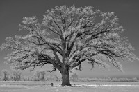 Hoar Frost on Bur Oak