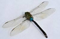 Dragonfly (13)