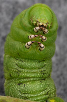 Manduca sexta-1