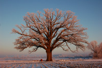 Hoar Frost on Bur Oak