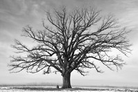 Celestial Oak