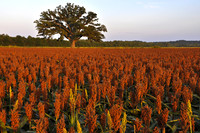 Bur Oak in Milo