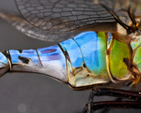 Dragonfly (11)