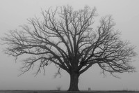 Bur Oak in Fog 130331