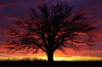 Bur oak at sunset