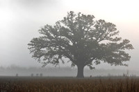 Cyclists in Fog