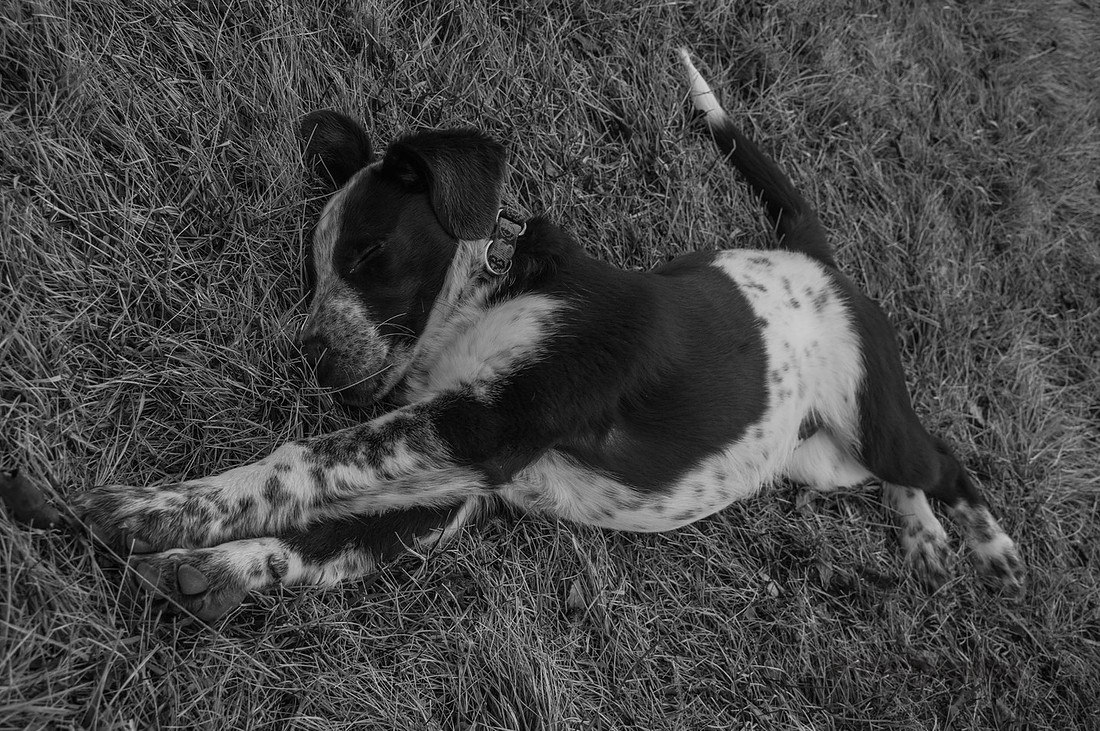 It's a good dog's life