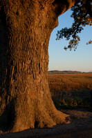 Bur Oak in Fall