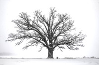 Bur Oak in Snow