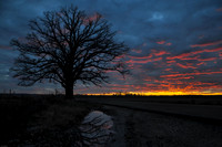Bur Oak Sunset 121107