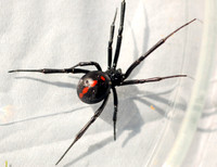 Black Widow