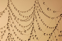Dewy Web-21