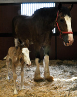 Newborn Clydesdale Foal