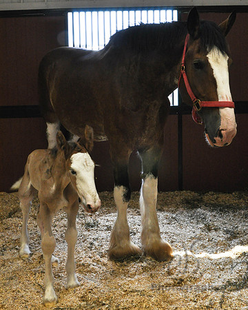 Newborn Clydesdale Foal