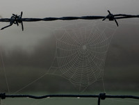Dewy Web_09240
