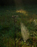Spider Web-2