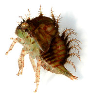 Tree Hopper Nymph
