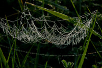 Spider Web Dew-12