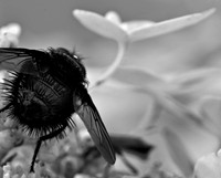 Bristly Pollinizer