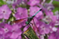 Dragonfly-02