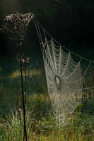 Spider Web-4