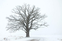 bur Oak in Snow 2