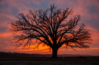 Bur oak at sunset 2012