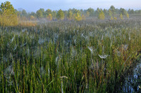 Dewy Webs in Horsetail