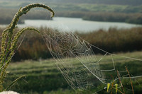 Insects and Spiders