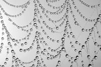 Dewy Web-22