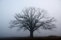 Bur Oak in Fog