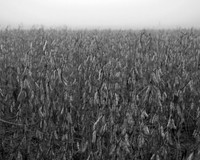 Beans in Fog