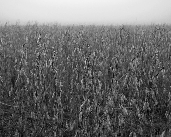 Beans in Fog